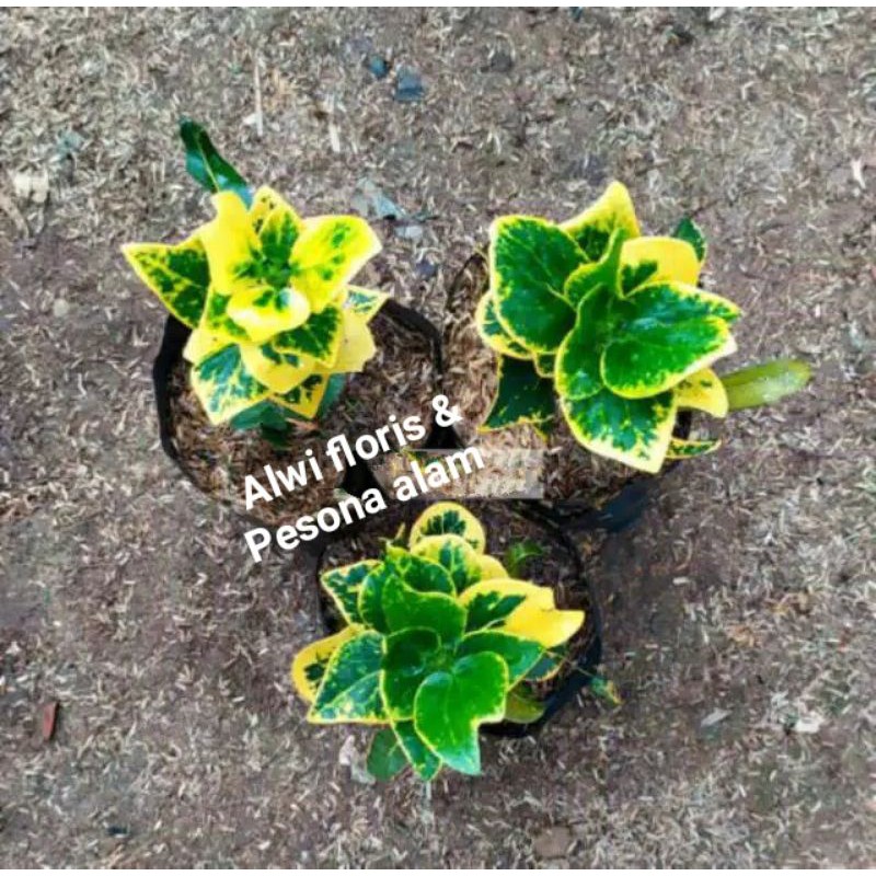 Tanaman Hias Puring Jengkol - puring koin ( Tanaman Hias Puring )