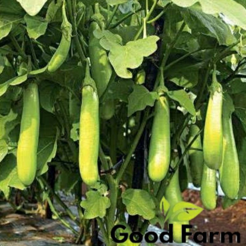 BENIH TERONG HIJAU |KEMASAN EKONOMIS