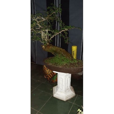 bonsai serut batang besar sdh jadi siap pajang