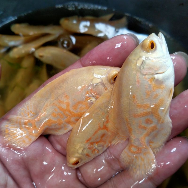 Oscar Tiger Albino 8-9cm
