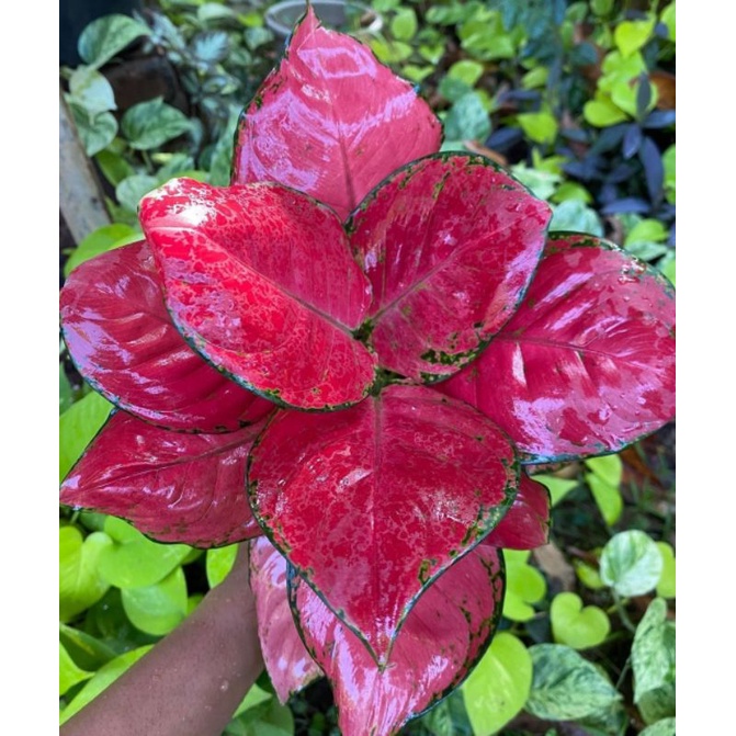 [BISA COD] Aglonema Red Anjamani Bunga Aglonema Red Anjamani / Tanaman Hidup Red Anjamani Bunga Hias