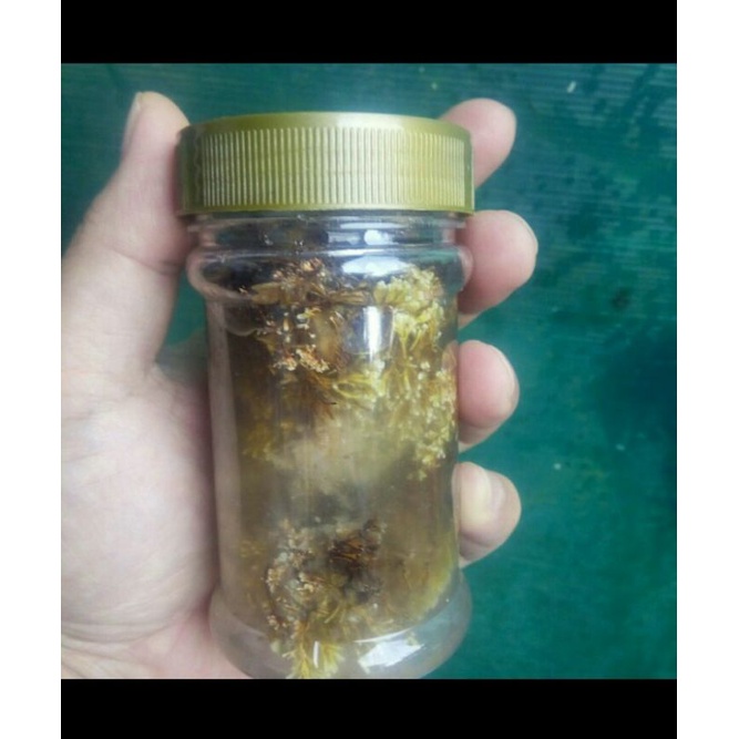 pupuk biang jamur keberuntungan abadi JAKABA Full penuh toples 150 ml