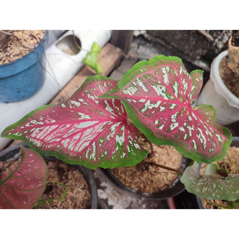 Keladi Caladium Caroline Worton