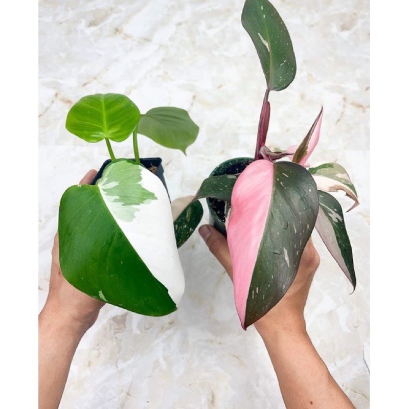 Promo Paket Hemat 2 Tanaman Hias Philodendron white Princess dan Pink Princess ( Bibit Bonggol) Gard