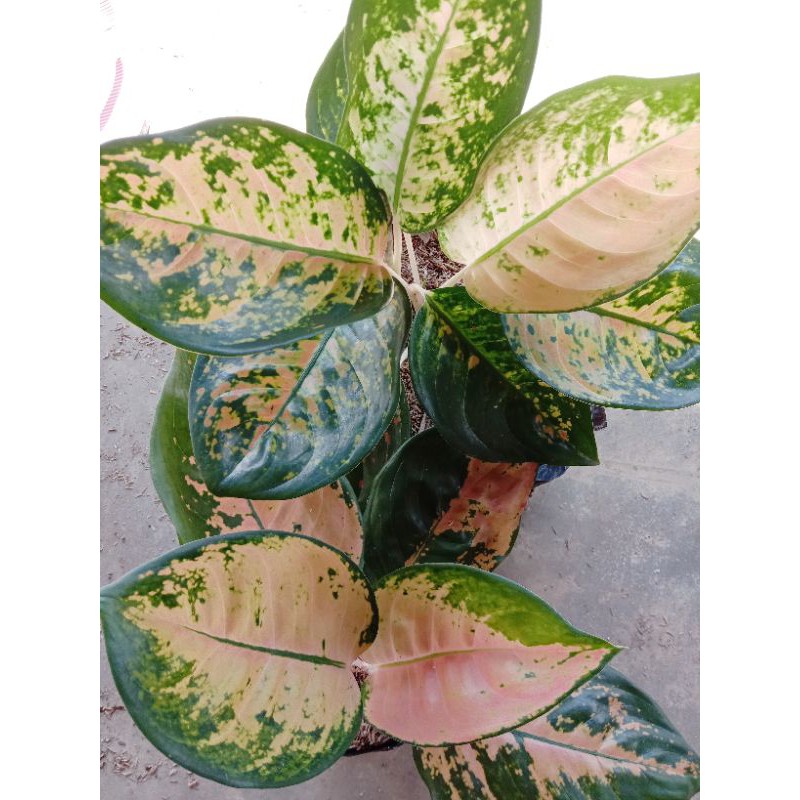 Aglonema Sultan Brunei dewasa termurah