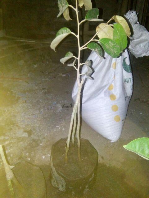 Bibit Durian Musangking Kaki Tiga