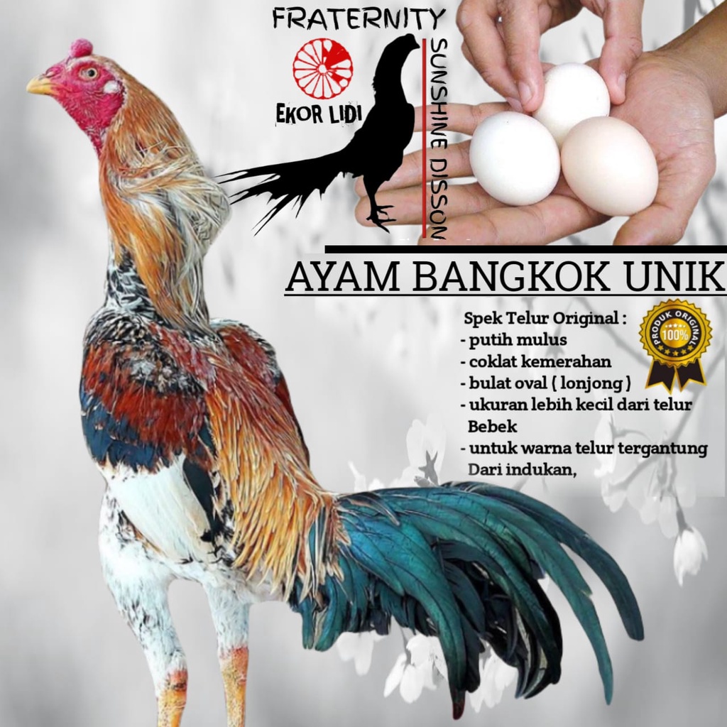 Ayam Bangkok Unik  Ekor Lidi Telur tetas super pancawarna