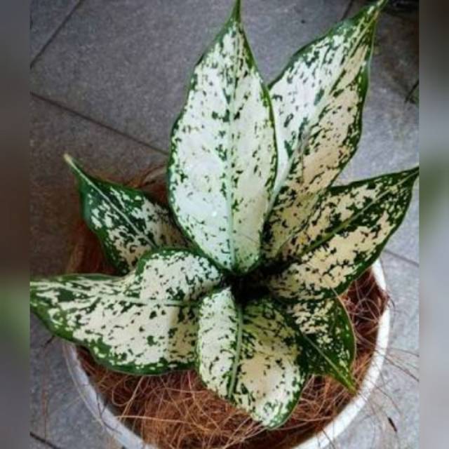 Bunga aglonema snow white