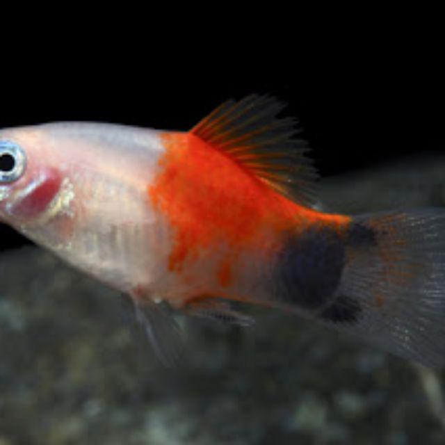 Ikan Hias Platy Red White Mickey Mouse Shopee Indonesia