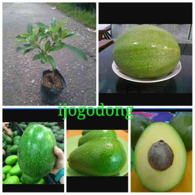 Bibit Alpukat jumbo Markus