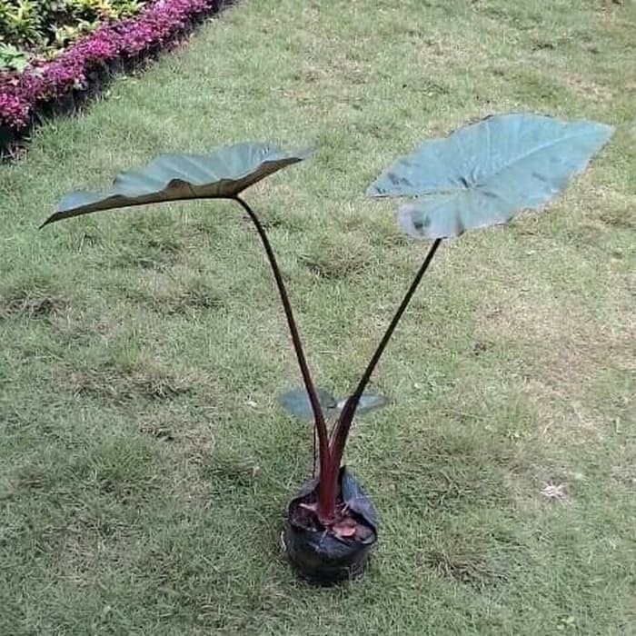 READYSTOCK Tanaman Hias Sente Wulung- Talas Hitam