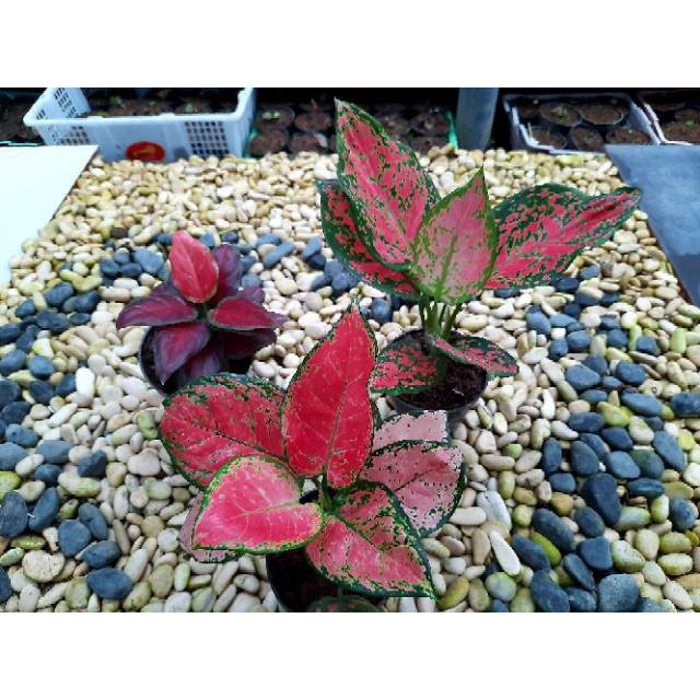 [✅COD] PAKET 3 POHON - (PAKET AGLONEMA) / BLACKMAROON KATRINA DUD ANJEMANI / PAKET MURAH AGLOMEMA