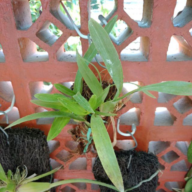 Anggrek Oncidium Golden Shower Orchid