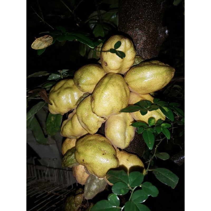 

NAMNAM / BUAH NAM-NAM