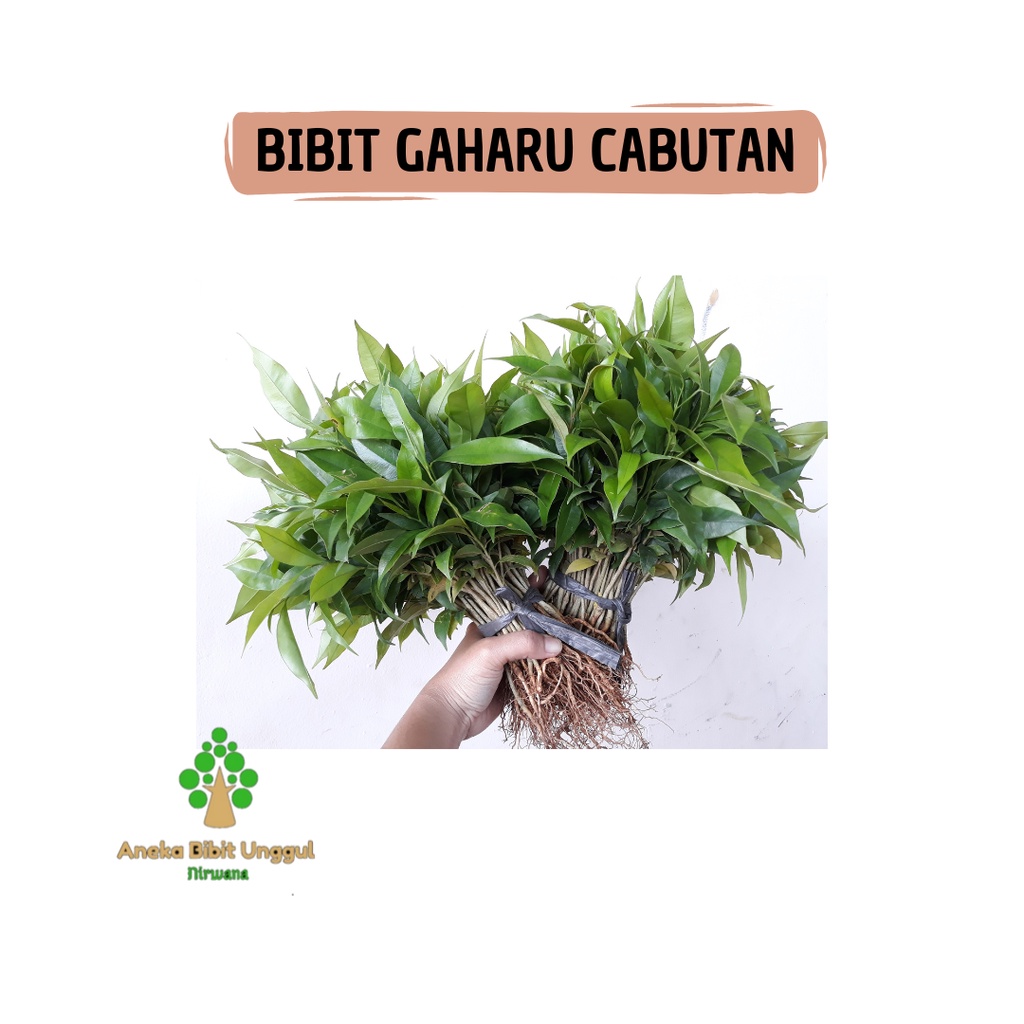 PAKET 100 BIBIT GAHARU CABUTAN BIBIT POHON GAHARU CABUTAN BIBIT KAYU GAHARU AQUILARIA MALACCENSIS