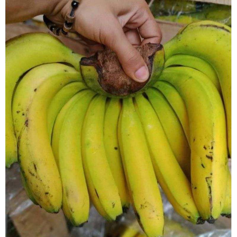 

Pisang Ambon Jumbo