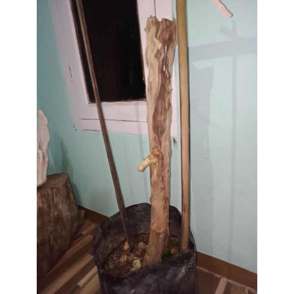 Bahan Bonsai Sisir Kaliage Medium Berkarakter