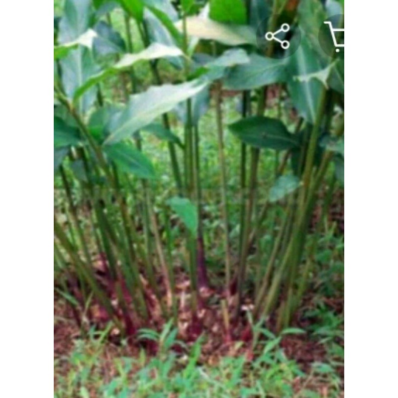 

kapul laga hibrida super 1000/batang