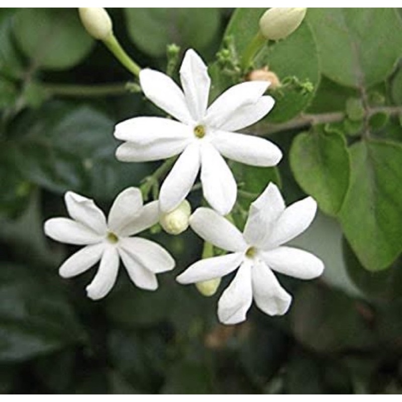 Parfum Ruangan Aroma Reed Diffuser Aesthetic Merk Josmine-JASMINE