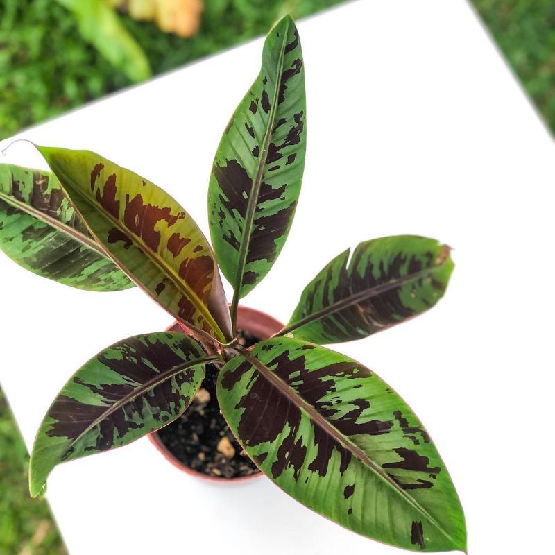 banana blood sp.borneo