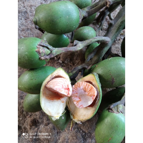 

Buah Pinang atau jambe tua segar 500 gram