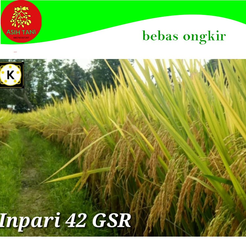 Benih Bibit Padi Inpari 42 Berkualitas