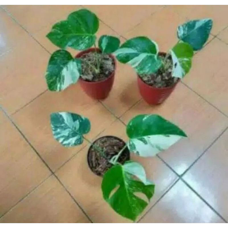 bibit bonggol monstera king variegata