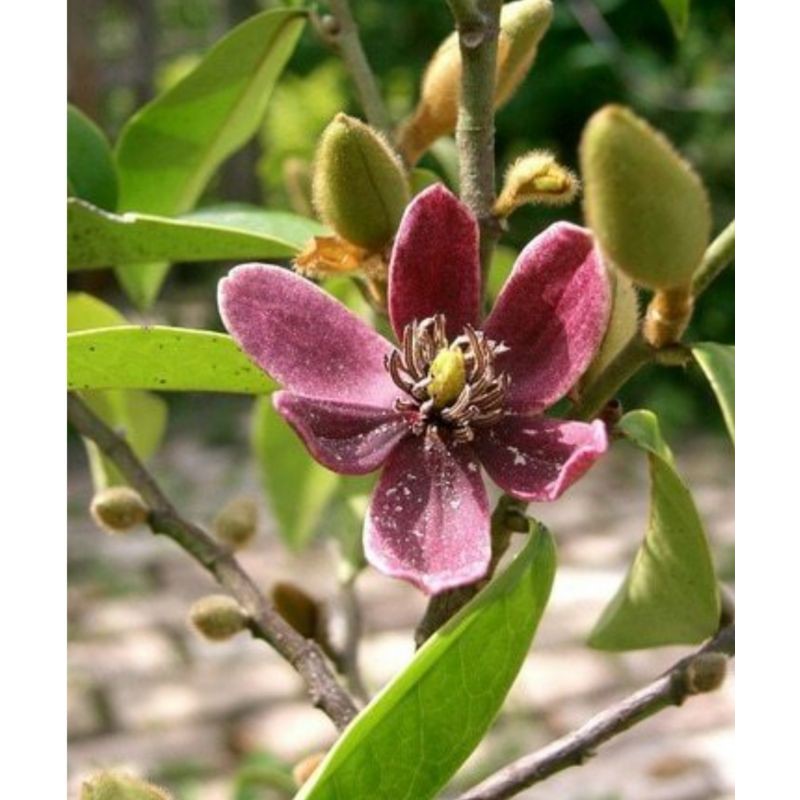 Bibit Tanaman bunga cempaka mulya ungu