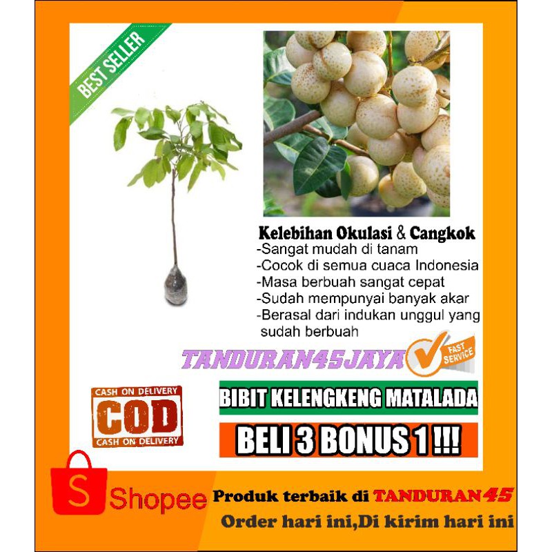 Bibit tanaman kelengkeng matalada berbunga/bibit kelengkeng/bibit kelengkeng matalada