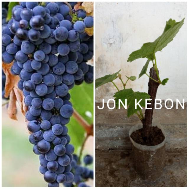 Bibit anggur lokal hitam isabel stek batang berkualitas