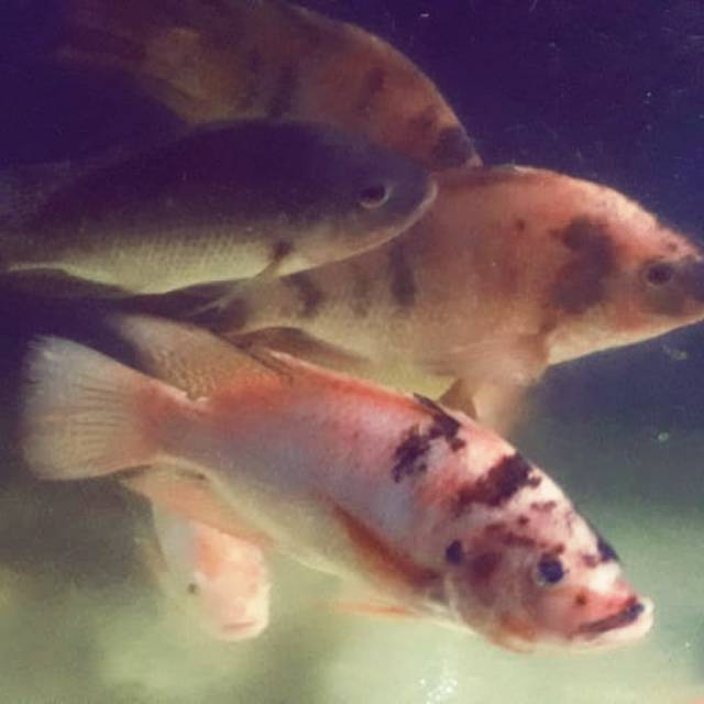 

TERBATASSS!!! Ikan Mujair segar / Nila hitam / harga 1/2 KG