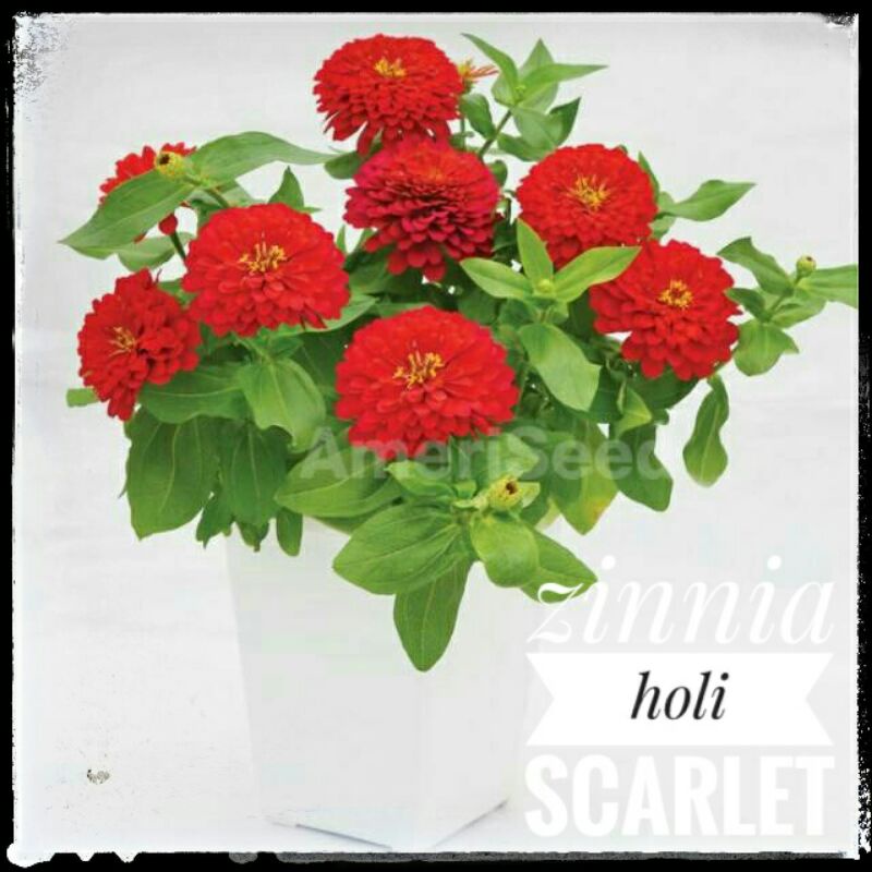 Zinnia Holi Scarlet