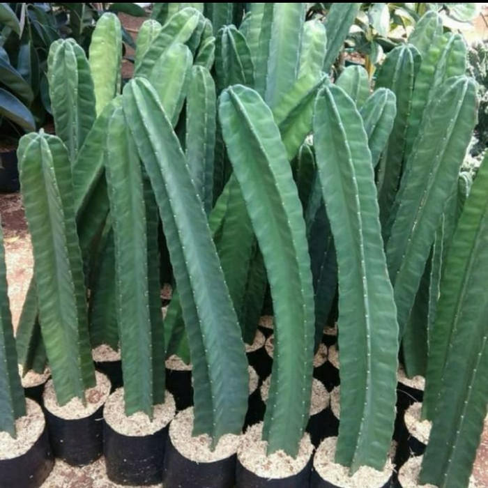 Bibit tanaman kaktus / pohon hias kaktus