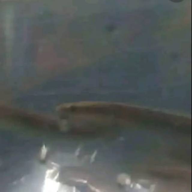 Ikan hias cana maru