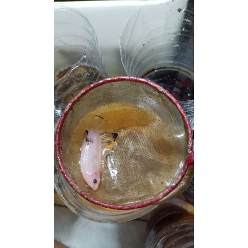 bahan cello ikan cupang multicolour, nemo