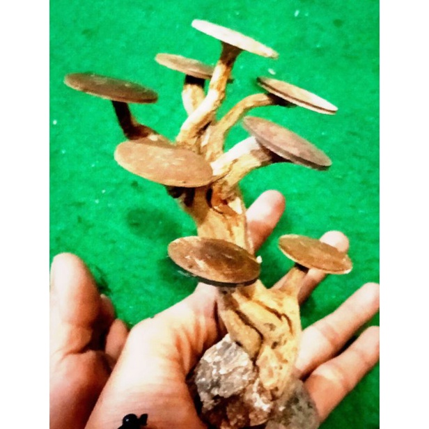 BONSAI MINI UNTUK SOLITER IKAN CUPANG SUDAH BONUS MOSS