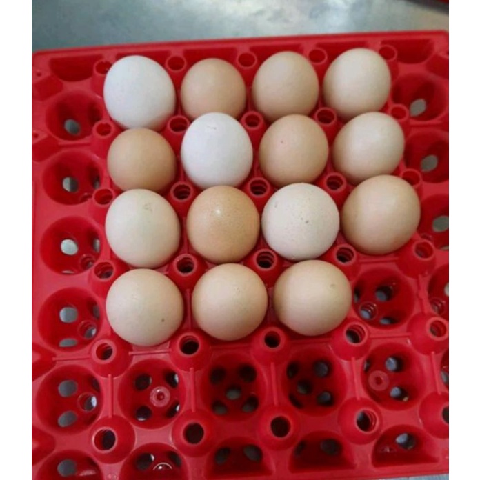RAK TELUR / TATAKAN TELUR / TEMPAT PENYIMPANAN TELUR EGG TRAG 30 BUTIR