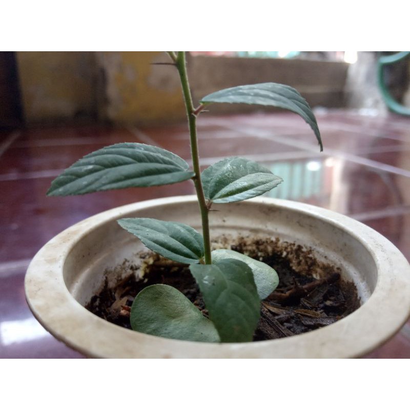bibit pohon bidara