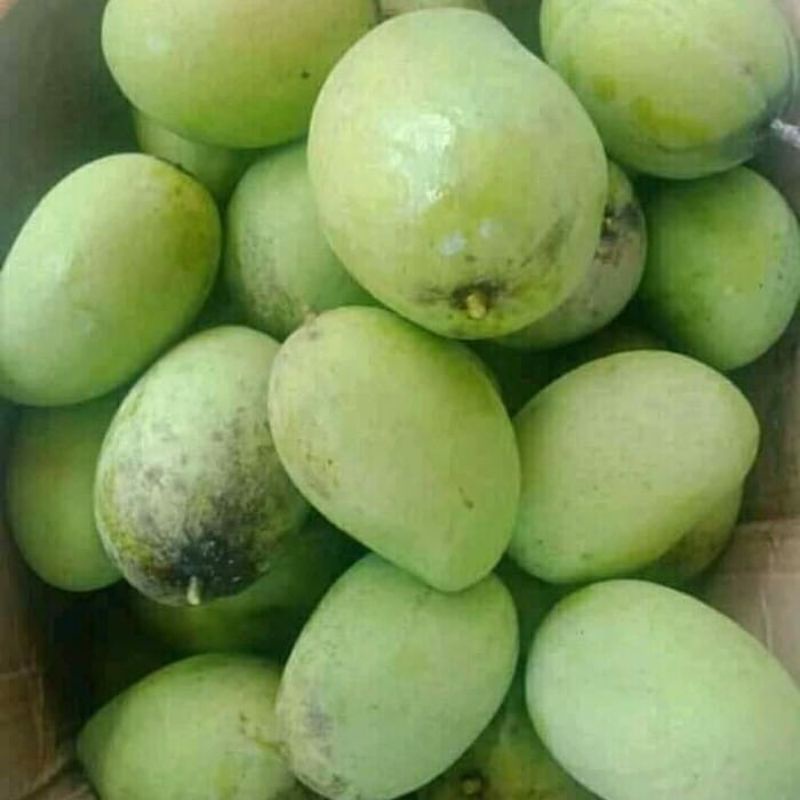

MANGGA MUDA UNTUK RUJAKAN 1KG