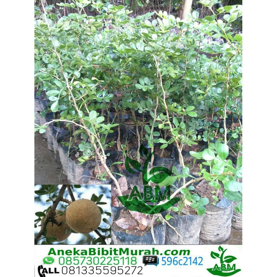 Diskon tanaman buah kawis Berkwalitas