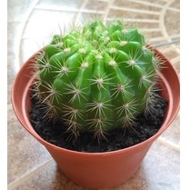 Tanaman Kaktus Mini - Mini Cactus BERGARANSI