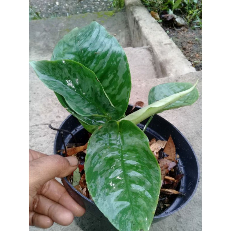 homalomena army