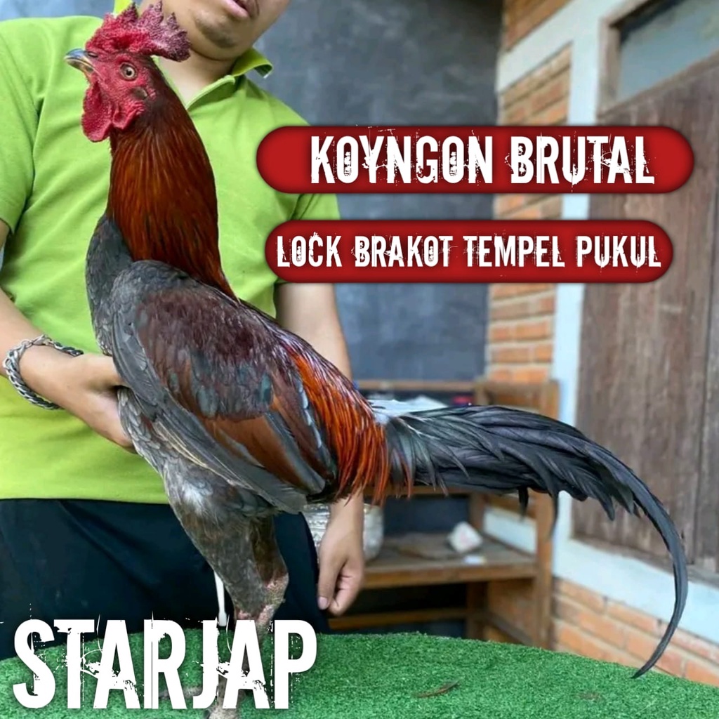 ayam bangkok koyngon asli super jalu telur tetas perbutir