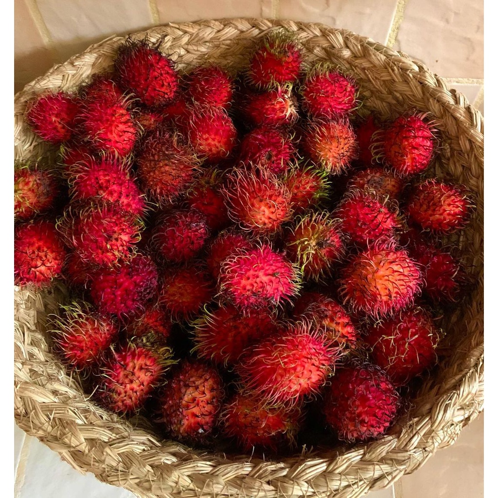 

Rambutan segar 1 ikat