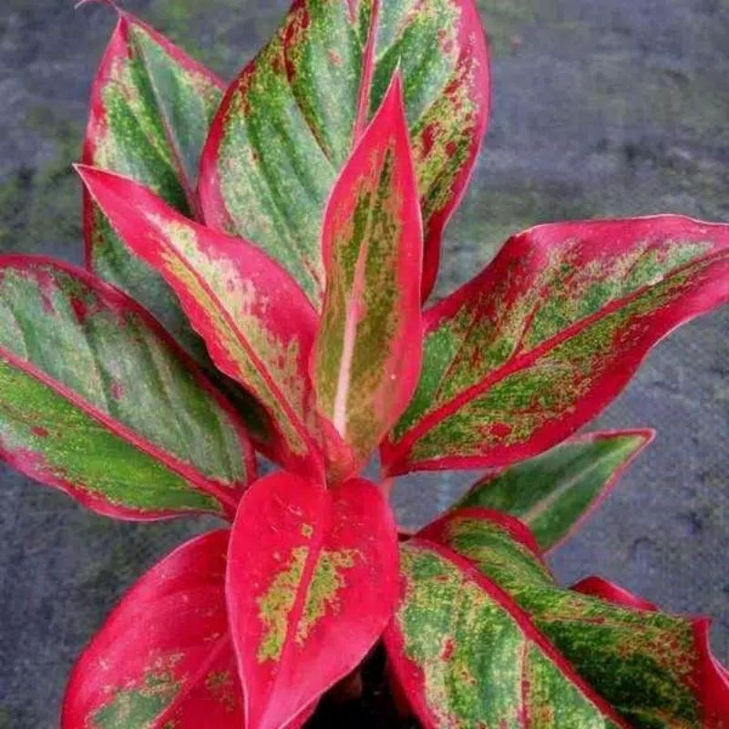 Tanaman hias air mancur bunga merah - bunga air mancur
