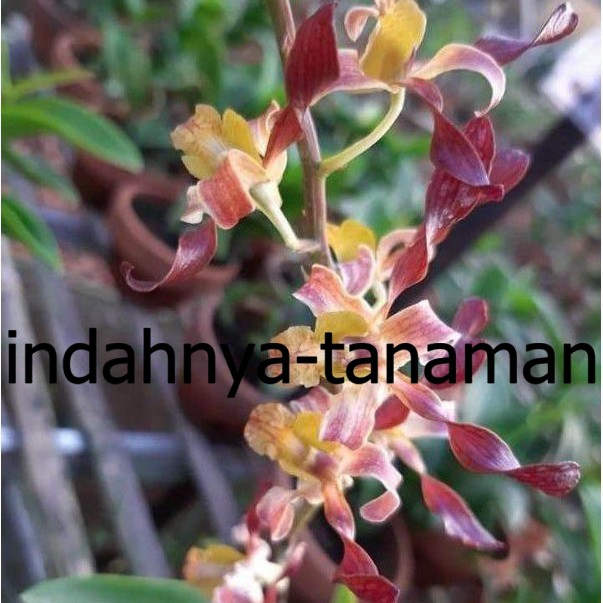 NEW Anggrek Dendrobium Keriting Rambo Dewasa