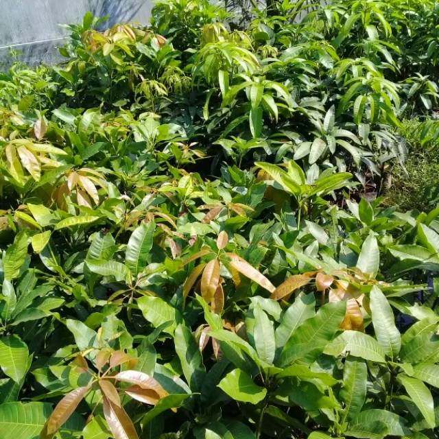 bibit tanaman buah mangga mahachanok