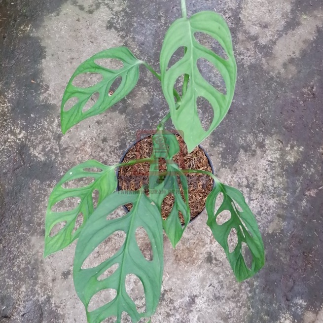 Tanaman Hias Philodendron Monstera Obliqua / Janda Bolong Murah bergaransi