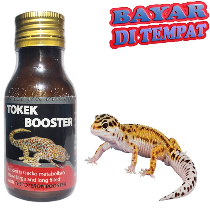 VITAMIN TOKEK BOOSTER REPTIL GECKO TUMBUH PANJANG BESAR