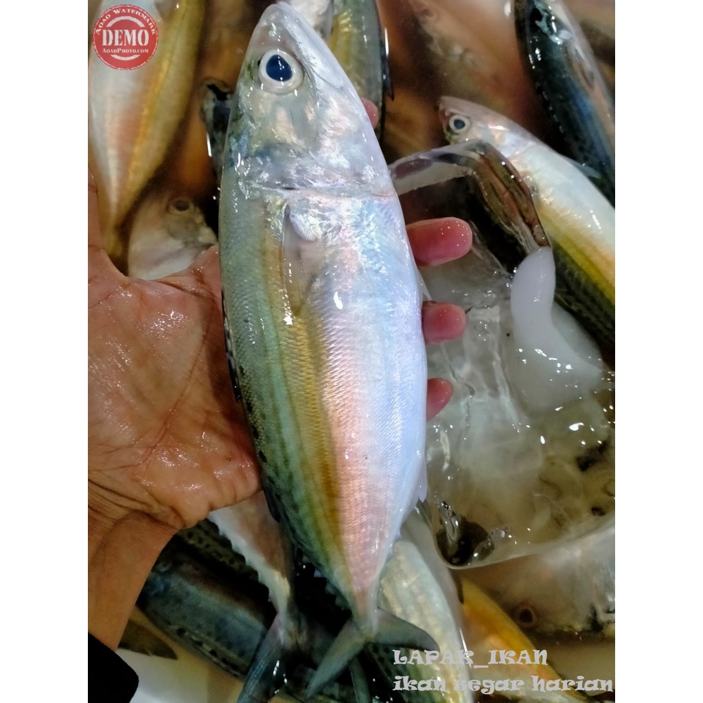

Ikan Kembung Banjar Segar 1Kg Hasil Laut Segar